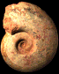 Pleurolytoceras dilucidum (M)