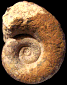 Lytoceras sublineatum