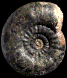 Proplanulites (Crassiplanulites) basileus (M)