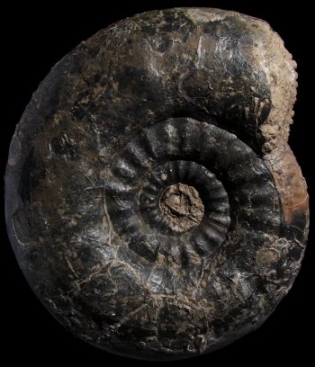 Ammonites et aliae spirae II - Proplanulites (Crassiplanulites) basileus