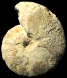 Spathites (Jeanrogericeras) tavense