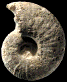 Parapuzosia (Austiniceras) sp.