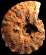 Gauthiericeras aff. nouelianum