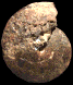 Neoptychites pioti