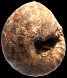Neoptychites pioti