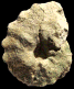 Forresteria (Harleites) petrocoriensis