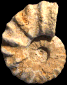 Romaniceras (Yubariceras) ornatissimum