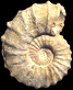Acanthoceras rhotomagense