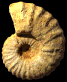 Romaniceras (Romaniceras) marigniacum