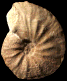 Neolobites vibrayeanus