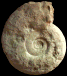 Parapuzosia (Austiniceras) austeni