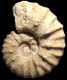Romaniceras (Yubariceras) ornatissimum