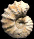 Calycoceras (Proeucalycoceras) picteti