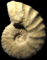 Romaniceras (Romaniceras) marigniacum