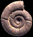 Macroscaphites striatisulcatus
