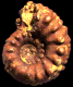 Cheloniceras cornuelianum