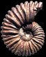 Colombiceras crassicostatum