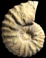 Romaniceras (Romaniceras) marigniacum