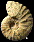 Romaniceras (Romaniceras) marigniacum