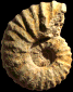 Romaniceras (Romaniceras) marigniacum