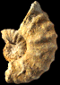 Romaniceras (Romaniceras) marigniacum