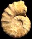 Romaniceras (Yubariceras) ornatissimum