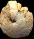 Coilopoceras requienianum