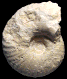 Tongoboryceras hancocki