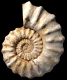 Protexanites (Protexanites) bourgeoisianus
