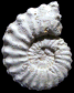 Paratexanites serratomarginatus