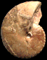 Choffaticeras (Choffaticeras) cf. quaasi