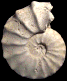 Gauthiericeras margae (M)