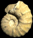 Romaniceras (Yubariceras) ornatissimum