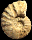 Romaniceras (Romaniceras) marigniacum