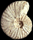 Pseudobarroisiceras (?) boreaui