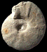 Spathites (Jeanrogericeras) tavense
