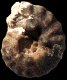 Spathites (Jeanrogericeras) combesi