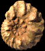 Hoplites (Hoplites) benettianus var. baylei