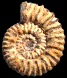 Hysteroceras choffati