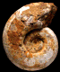 Euaspidoceras radisense (M)