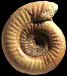 Mollistephanus mollis