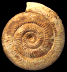 Stephanoceras (Skirroceras) cf. englandi (M)