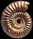 Arieticeras bertrandi