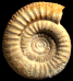 Subgrossouvria intermedia (M)