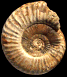 Dumortieria levesquei