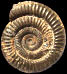 Dactylioceras (Dactylioceras) holandrei