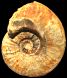 Gruneria cf. gabillyi