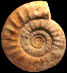 Choffatia cf. transitoria (M)