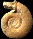 Subgrossouvria crassa (m)