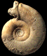 Subgrossouvria crassa (m)